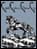 Canadian Friesian Horse Association