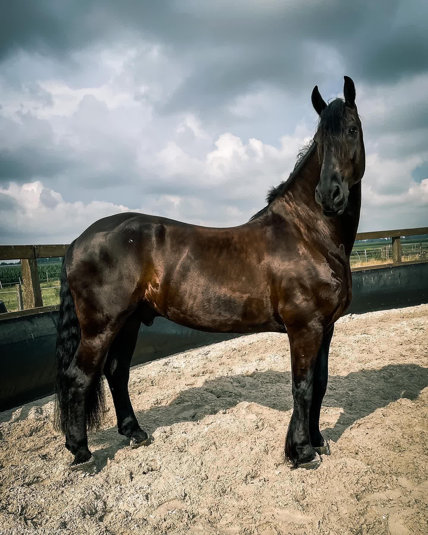 Lieuwe van de Heide — view 2 of 40