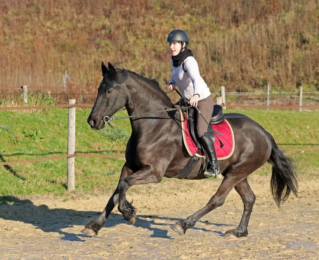 Lieuwe van de Heide — view 23 of 40