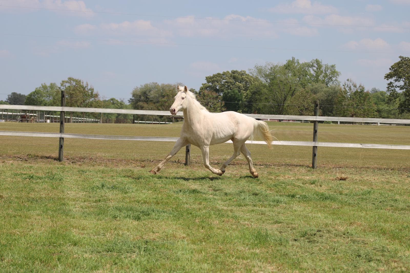 Perla fan de Heide — view 3 of 12