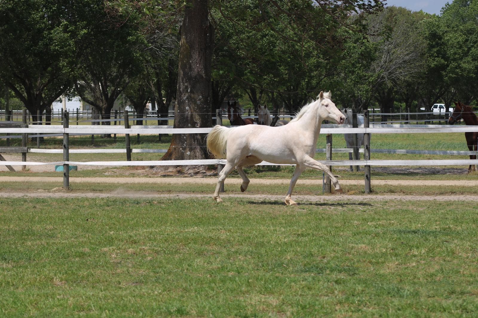 Perla fan de Heide — view 4 of 12