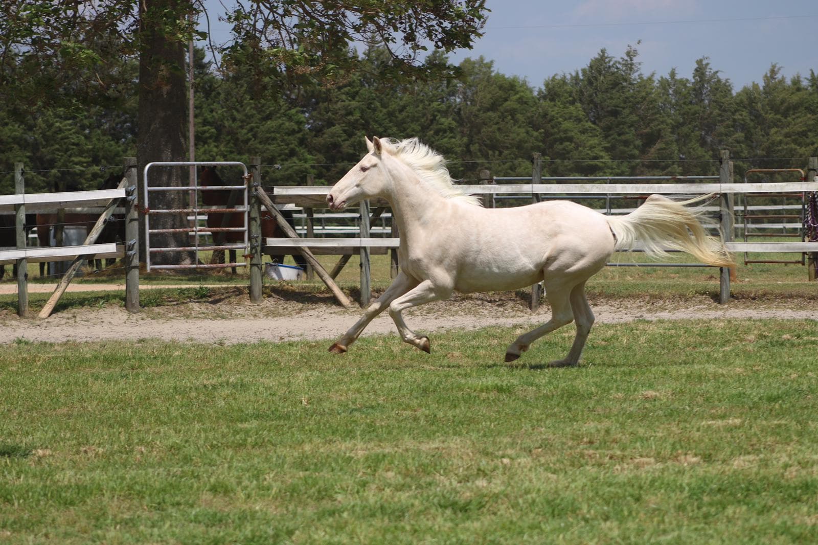 Perla fan de Heide — view 6 of 12